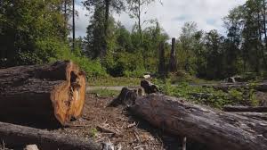 How Our Tree Care Process Works  in  Strasburg, CO